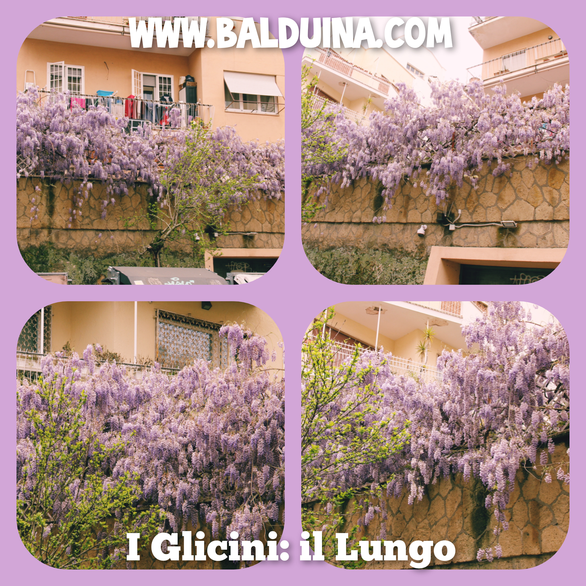 il_lungo il_lungo
