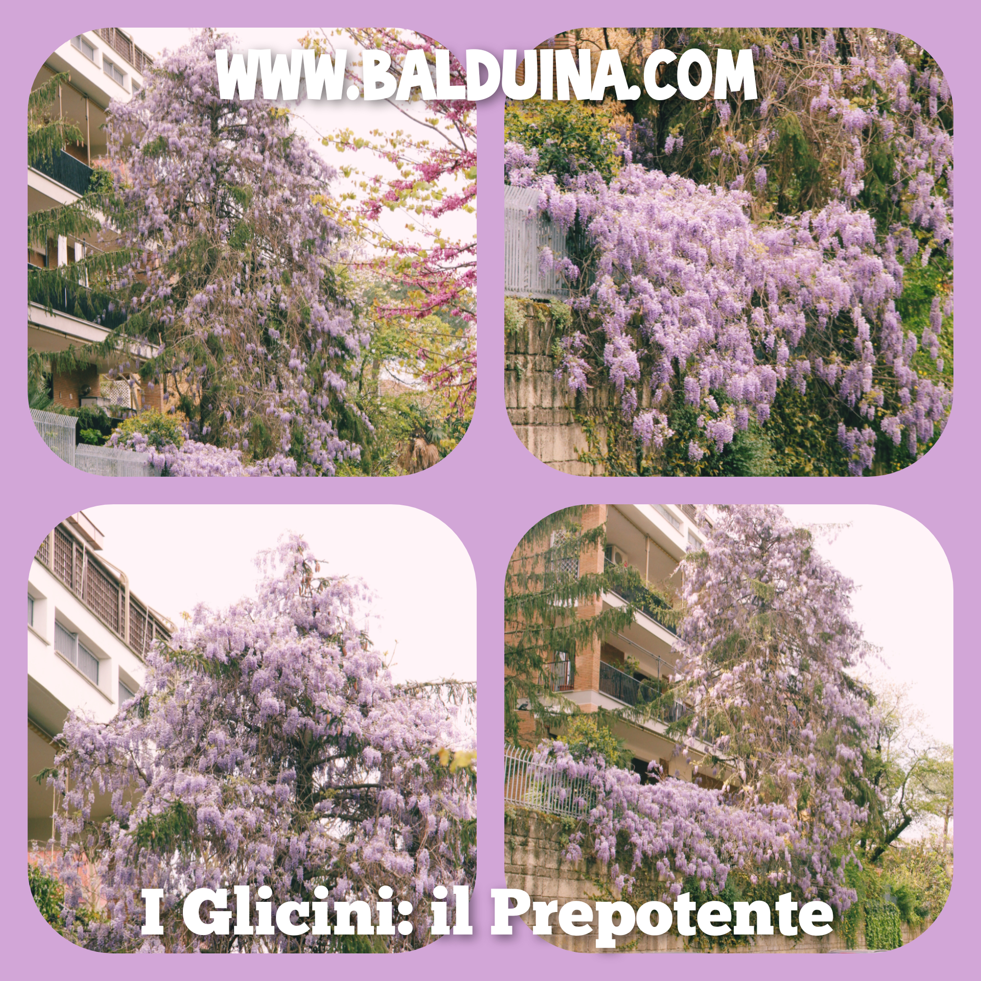 il_prepotente il_prepotente