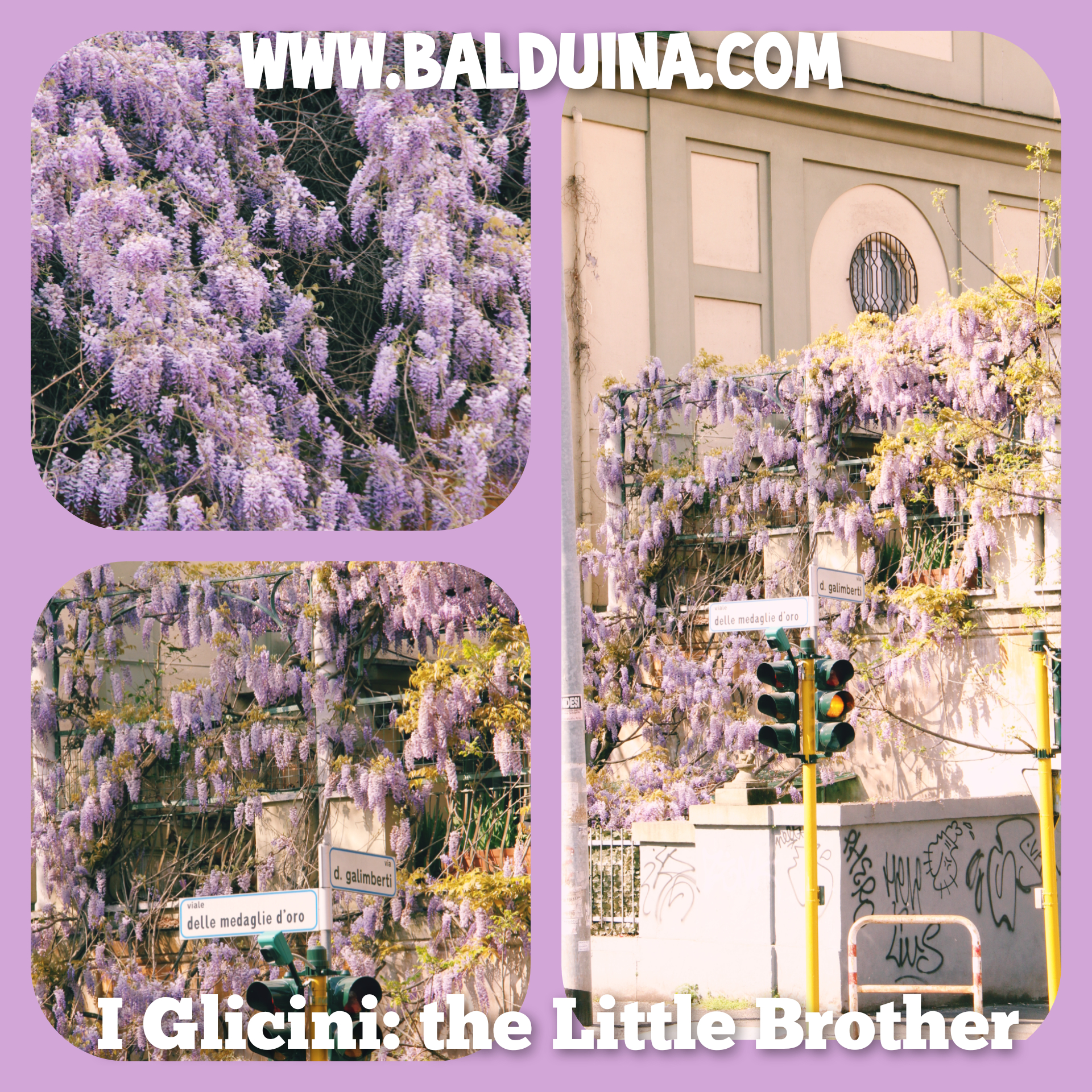 little_brother little_brother