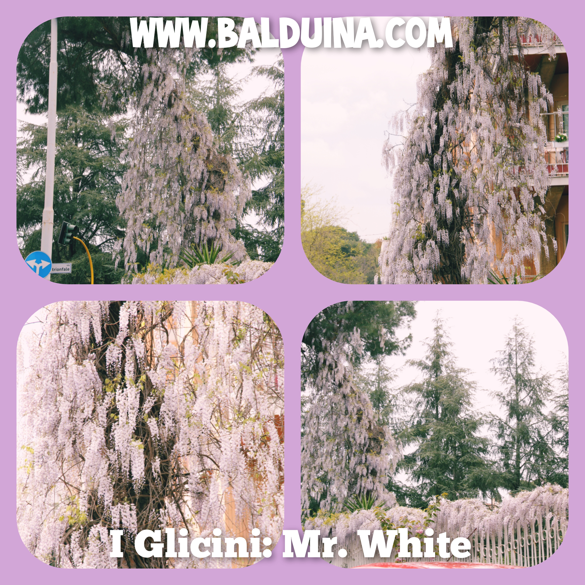 mr_white mr_white